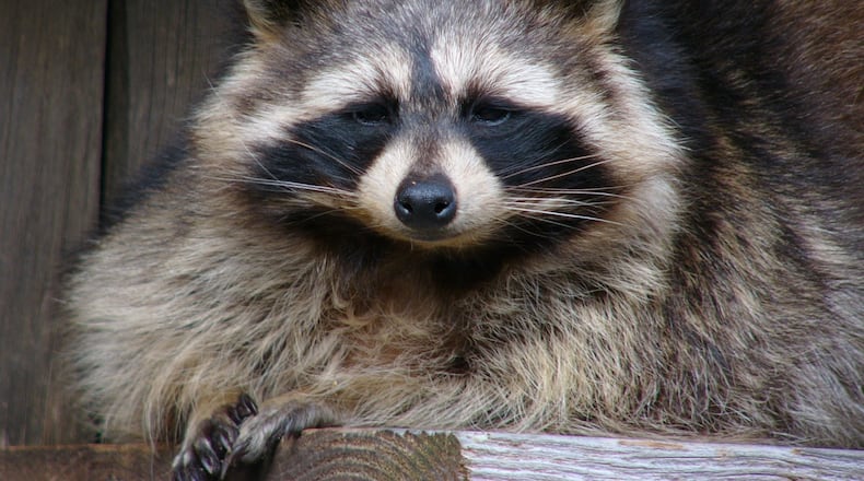 Dunwoody police issued a warning this week after a raccoon caught in the city tested positive for rabies.