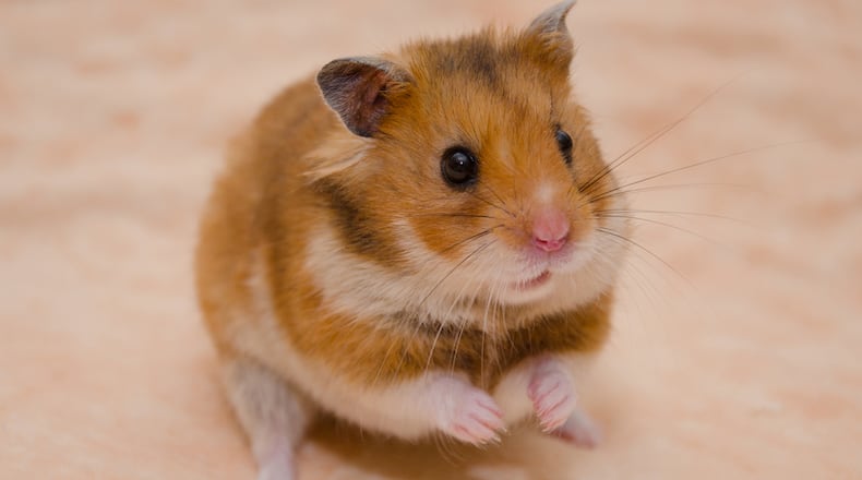 File photo of hamster