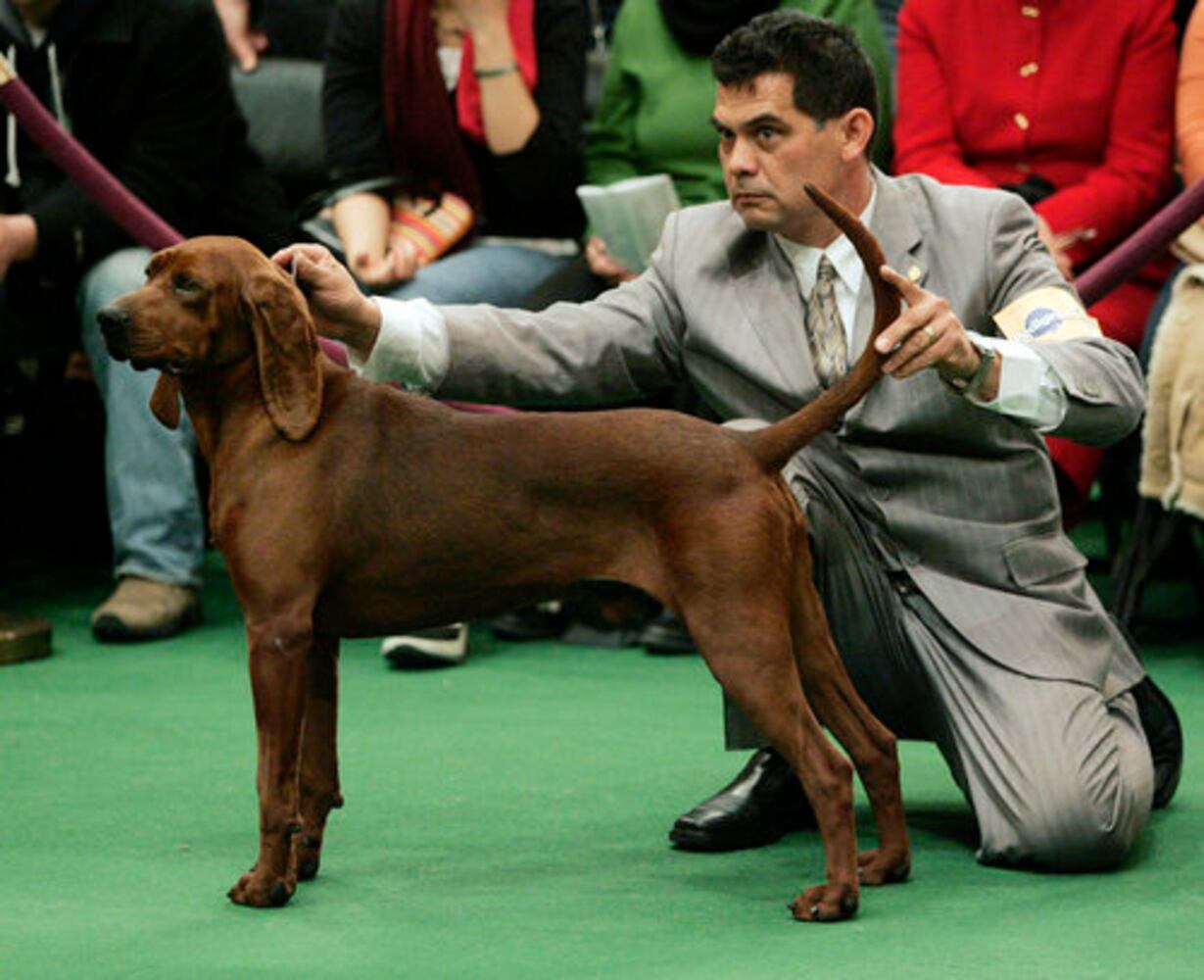 Westminster Dog Show