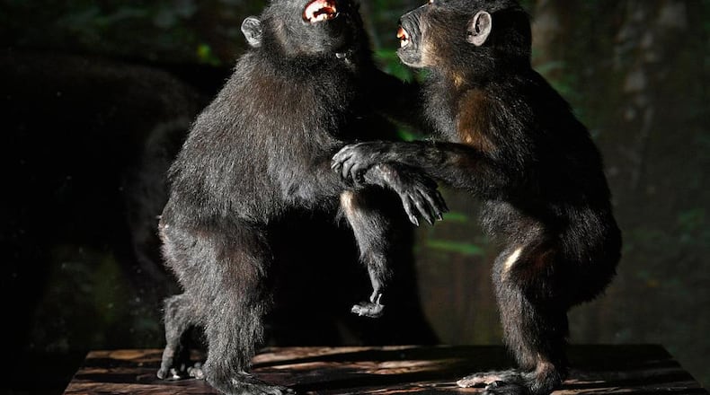 Crested macaques -- and other animals -- cannot sue for copyright protection, a federal court ruled.