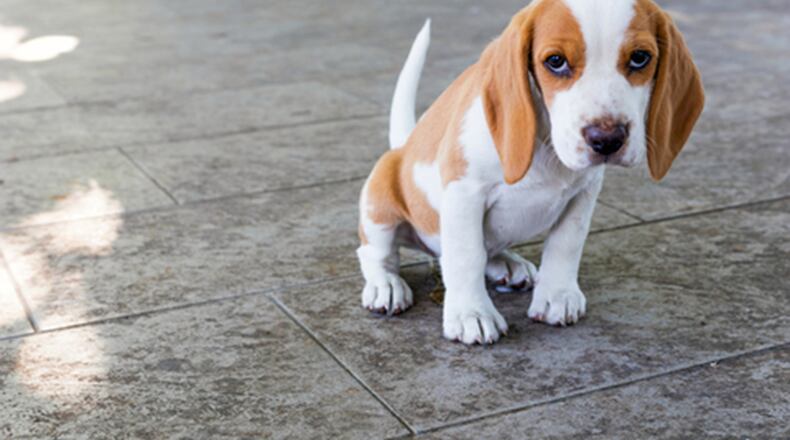 Several pet food products have been recalled after 70 dogs (not pictured) died, the U.S. Food and Drug Administration announced. (Dreamstime/TNS)