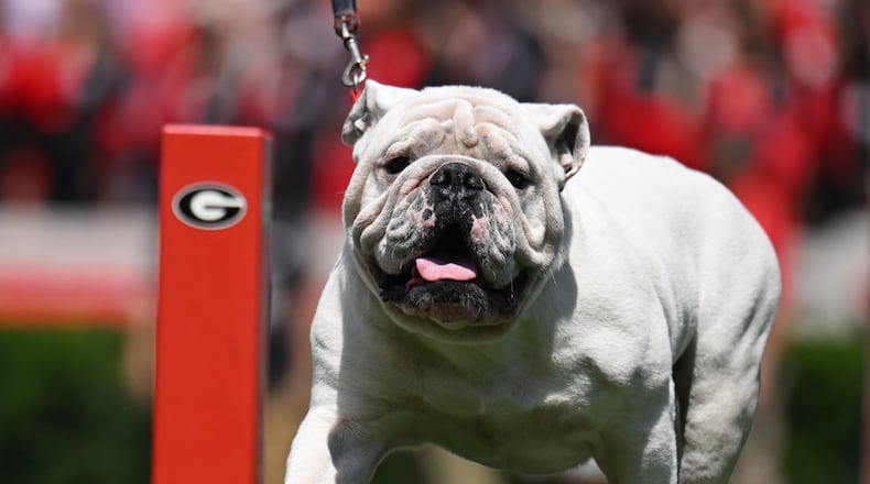 UGA XI, known as Boom, is escorted around the field by his handler Charles Seiler before Georgia’s home opener against Tennessee Tech at Sanford Stadium, Saturday, September 9, 2024, in Athens. Georgia won 48-3 over Tennessee Tech. (Hyosub Shin / AJC)