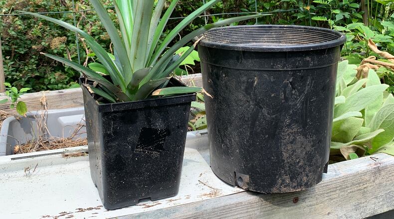 After growing outside all summer, this pineapple's roots need larger quarters for winter. (Walter Reeves for The Atlanta Journal-Constitution)