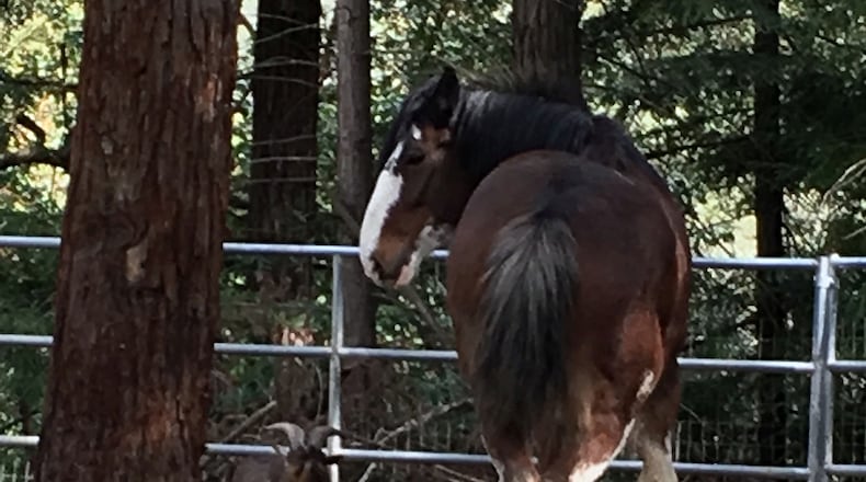This undated photo provided by Tamara Schmitz shows Clydesdale horse Budweiser with his friend, a Nigerian dwarf billy goat named Lancelot, near Santa Cruz, Calif. Budweiser was safely back in his pen Sunday, Aug. 28, 2016, in the Santa Cruz Mountains on California's Central Coast after five days on the lam. Owner Tamara Schmitz says Buddy was busted out Wednesday, Aug. 24, by Lancelot, who knows how to butt open the stable gate. (Tamara Schultz via AP)