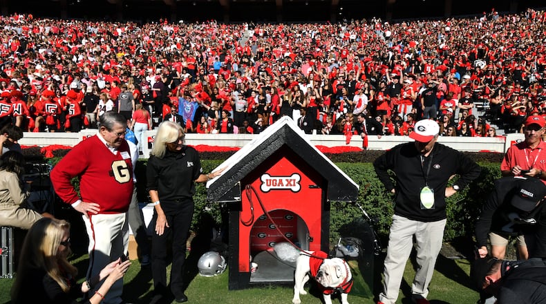 UGA XI, known as Boom, is surrounded by fans as he enters the football field before an NCAA football game against Missouri at Sanford Stadium, Saturday, November 4, 2023, in Athens. Georgia won 30-21 over Missouri. (Hyosub Shin / Hyosub.Shin@ajc.com)