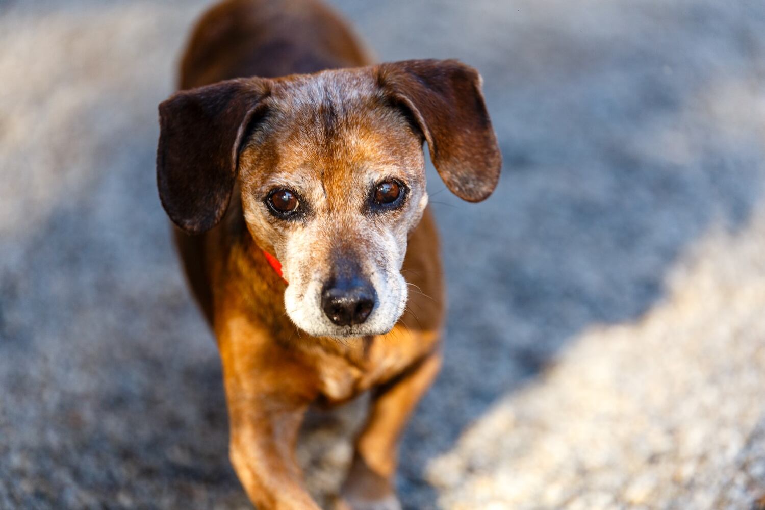 Photos: Adoptable Friends from PAWS Atlanta