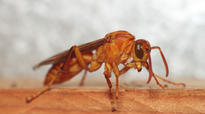 File image of a wasp.