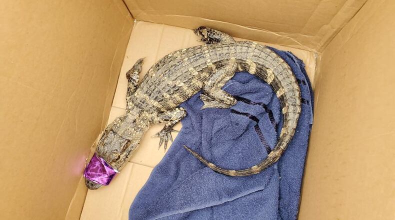 An alligator was found in Pittsburgh's Carrick neighborhood on Saturday. This is the third alligator to be spotted in Pittsburgh in less than a month. (Pittsburgh Public Safety)