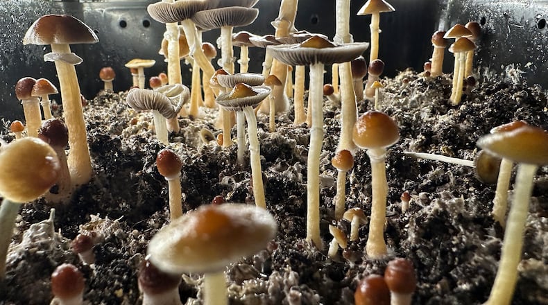 Psilocybin mushrooms stand ready for harvest in a humidified "fruiting chamber" in the basement of a private home in Connecticut. A bipartisan panel of Georgia lawmakers has endorsed a plan to spend up to $5 million researching the effects of such mushrooms on mental health treatment for veterans. (John Moore/Getty Images/TNS 2024)