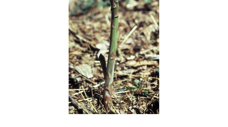 After harvesting mature asparagus spears, snap off all of the small ones, kill the weeds that are left, then allow the asparagus greenery to grow and shade out subsequent weeds. (Walter Reeves for The Atlanta Journal-Constitution)
