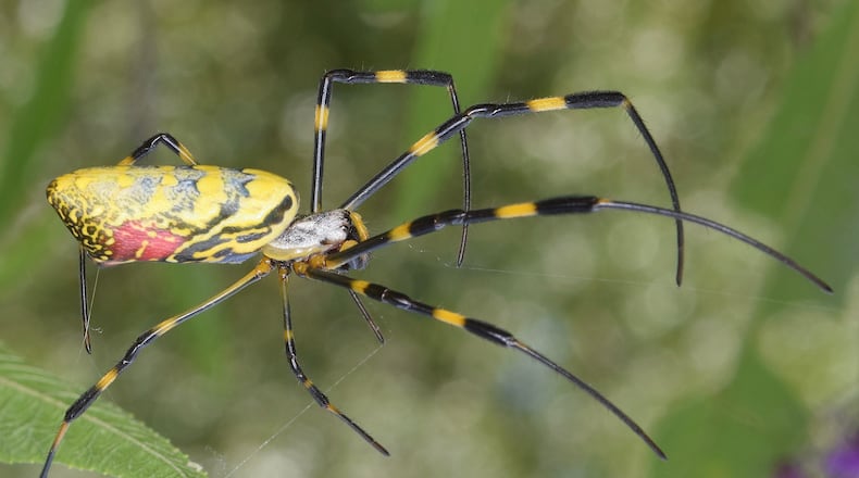 The Joro spider, shown here, is a native of East Asia that was accidentally introduced into Georgia in 2013. It is now spreading across the state. (Courtesy of Christina Butler/Creative Commons.)