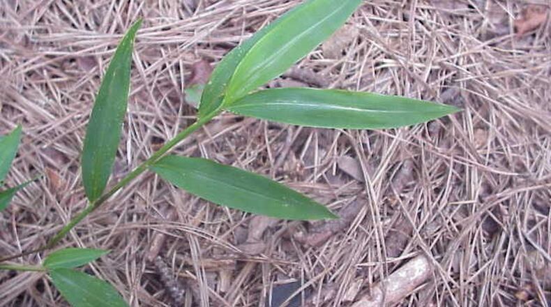 Stiltgrass can be controlled with a pre-emergent applied in spring. WALTER REEVES
