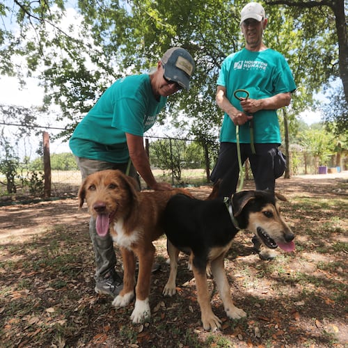 Houston Humane Society volunteers Dawn York, left, and Kent Williamson, right, walk Graphite and Shadow at the Humane Society in Houston, Friday, Aug. 14, 2026. (AP Photo/Lekan Oyekanmi)