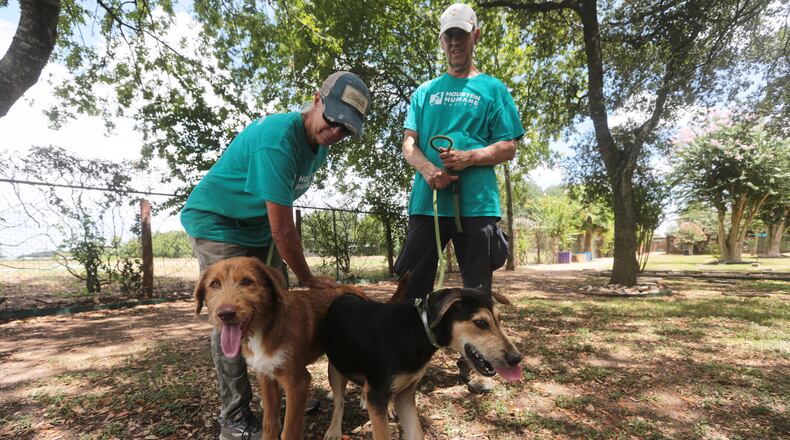 Houston Humane Society volunteers Dawn York, left, and Kent Williamson, right, walk Graphite and Shadow at the Humane Society in Houston, Friday, Aug. 14, 2026. (AP Photo/Lekan Oyekanmi)