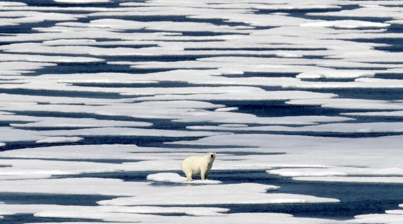 A polar bear stands on the ice in the Franklin Strait in the Canadian Arctic Archipelago, Saturday, July 22, 2017. While some polar bears are expected to follow the retreating ice northward, others will head south, where they will come into greater contact with humans, encounters that are unlikely to end well for the bears. (AP Photo/David Goldman)
