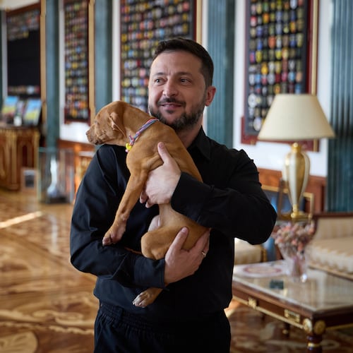 In this photo provided by the Ukrainian Presidential Press Office, Ukrainian President Volodymyr Zelenskyy holds a special gift from American boxer Terence Crawford - an American Pit Bull Terrier puppy named Freya, linked to the Ukrainian air defense system FREYJA, which is currently in development, in Kyiv, Ukraine, Tuesday, Aug. 25, 2026. (Ukrainian Presidential Press Office via AP)