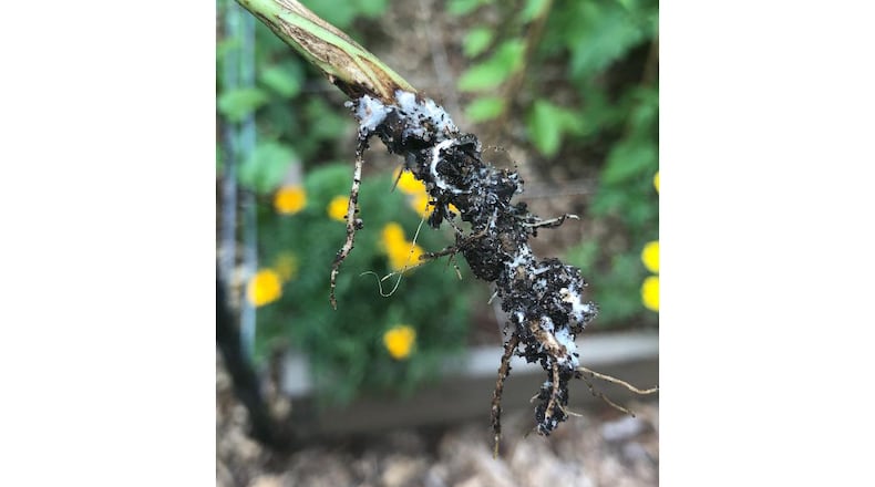 The white mycelia of Southern blight are definitive for identifying this disease. (Courtesy of Samina Shariff)