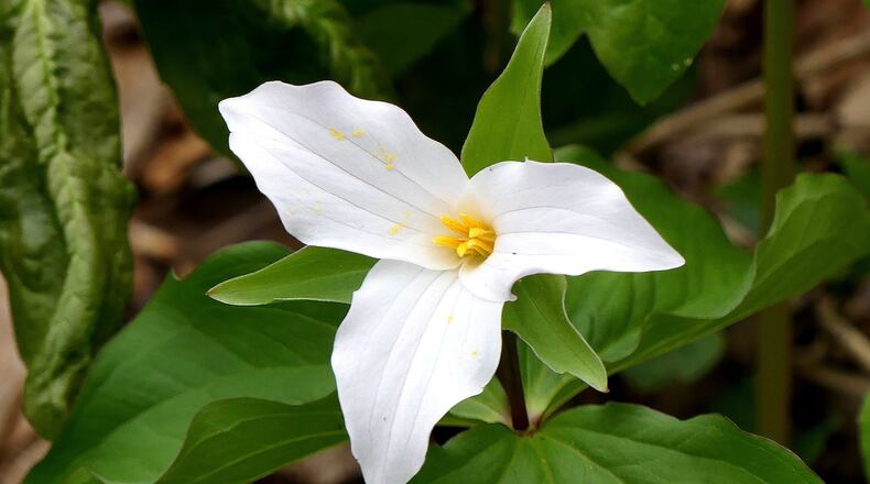 Trilliums, like this large white-flowered trillium that's native to Georgia, need periods of cold, moist weather in winter to germinate, a process known as stratification. (Charles Seabrook for The Atlanta Journal-Constitution)