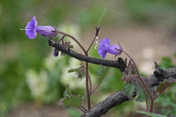 Desert Bluebells bloom at the Chaney Trail Corridor, an area affected by the Eaton Fire, in Altadena, Calif., on Wednesday, April 23, 2025. (AP Photo/Damian Dovarganes)