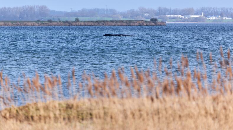 A humpback whale, that has become stranded repeatedly off Germany’s Baltic Sea coast in recent days has got stuck again and is pictured near the island of Poel in Weitendorf-Hof, Germany, Tuesday, March 31, 2026. (Marcus Golejewski/dpa via AP)
