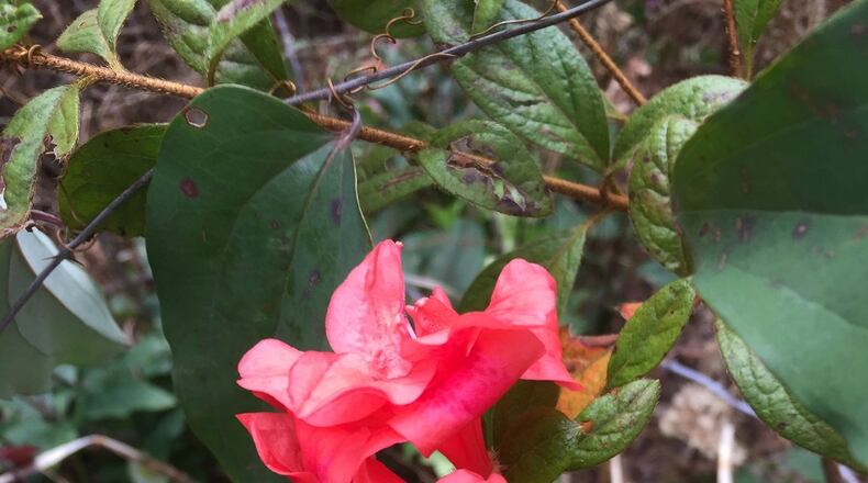 Eye-catching florist azaleas are not usually winter hardy here. PHOTO CREDIT: Walter Reeves