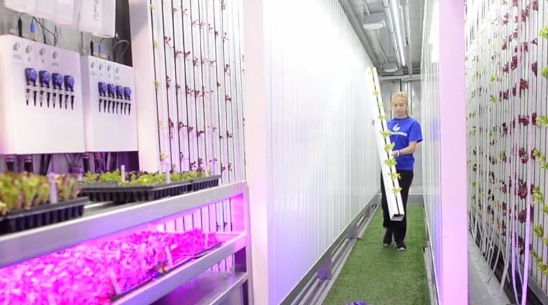 A farmer inside Georgia State University’s hydroponic campus farm — which exists inside a high-tech, 320-square-foot shipping container — harvests lettuce.
