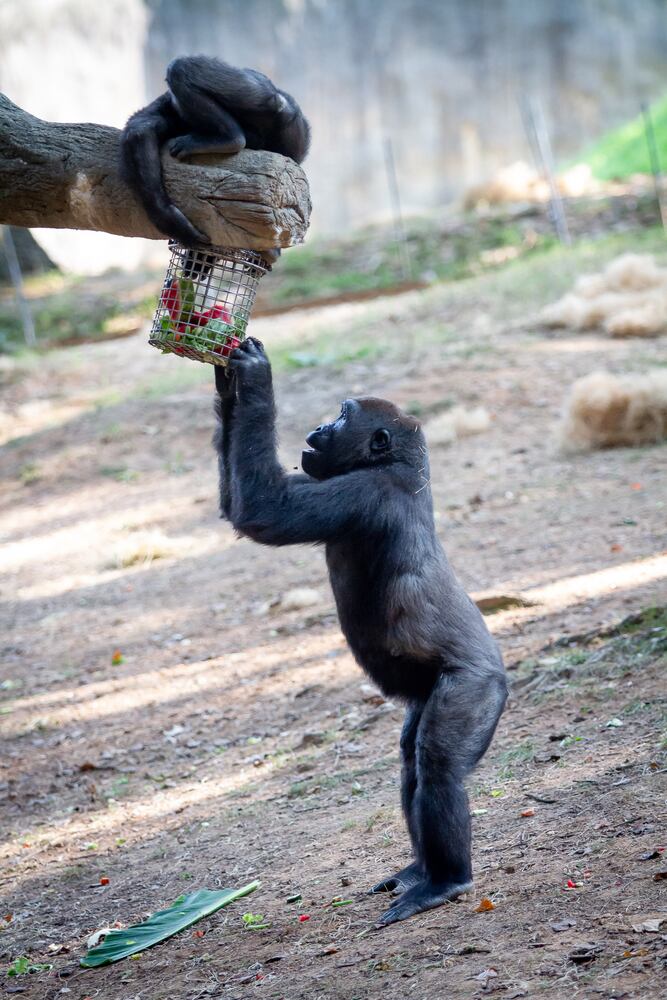 PHOTOS: 090819 zoo