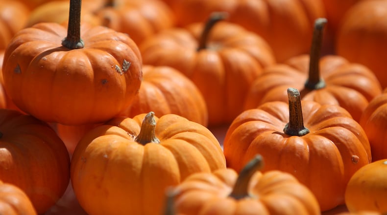 Miniature pumpkins are sold at the North Spring United Methodist Church Pumpkin Patch in Sandy Springs Sunday, Oct. 7, 2012. Proceeds from the sale will benefit youth and children's ministries.