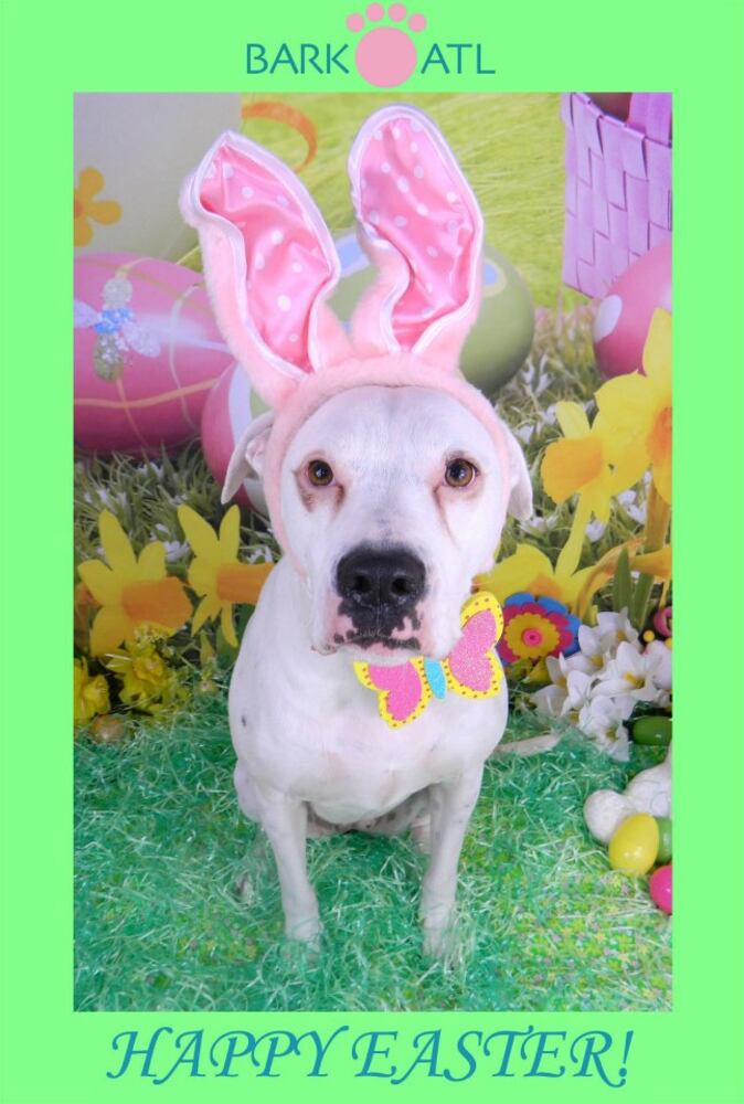 Easter pups on parade at Bark ATL 2013