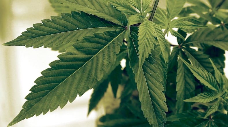 In this June 17, 2015 file photo, marijuana plants grow at LifeLine Labs in Cottage Grove, Minn. Minnesota health officials will allow residents with chronic pain to buy medical marijuana starting in August, they announced Wednesday, Dec. 2, 2015, in a long-awaited decision that could expand enrollment in the state’s struggling program by thousands of patients. (AP Photo/Jim Mone,File)