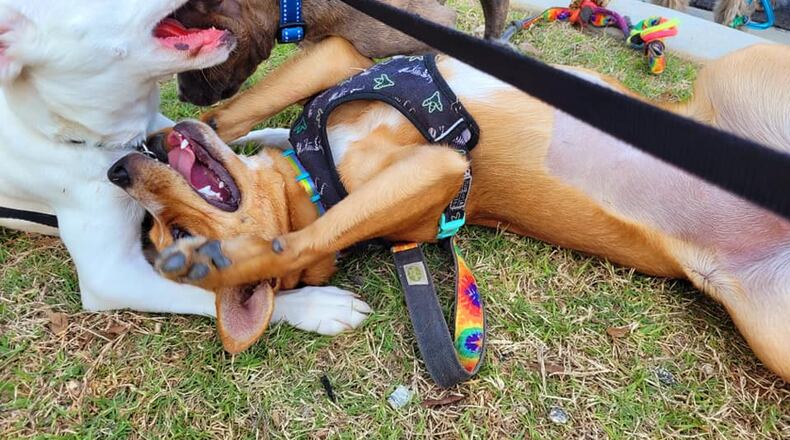 Dogs play in Thurman Springs Park in Powder Springs. A less-friendly exchange between two dogs at a city event led the city to ban non-service animals from events in public parks as a safety measure. (Photo provided/Spa Wags Powder Springs)
