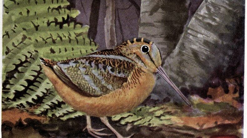 Of all the birds in Georgia, the American woodcock, shown here, has one of the most elaborate courtship rituals, performing daring acrobatic maneuvers to woo a potential mate. (Courtesy of Louis Agassiz Fuertes/Public Domain)