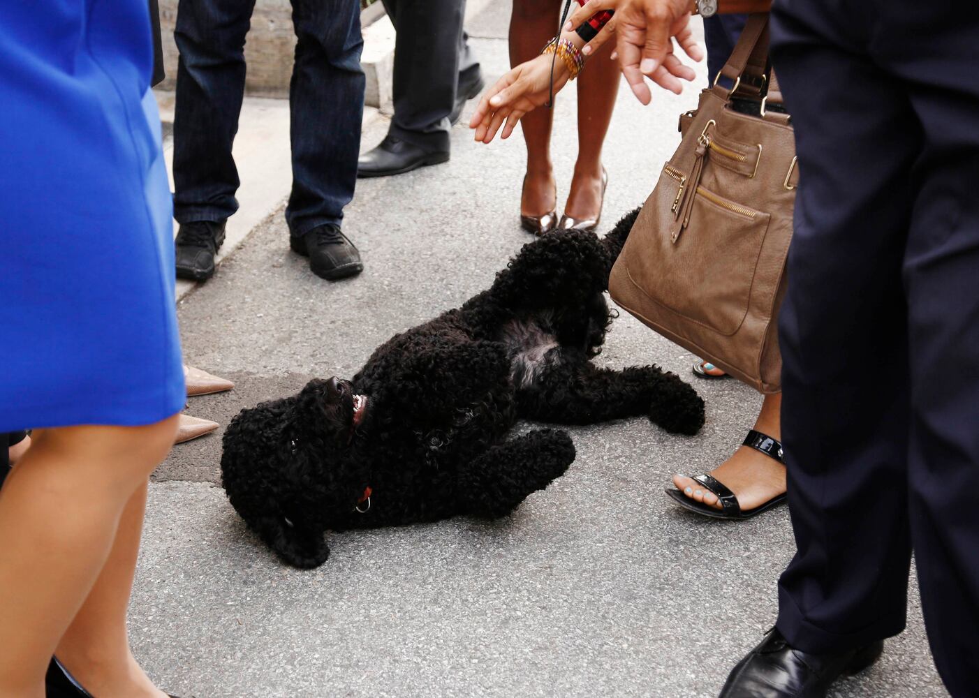 Portuguese Water Dog poses for photographers