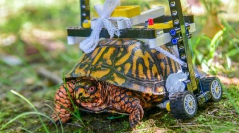 A box turtle is able to move around after surgery thanks to a wheelchair constructed of Lego bricks.