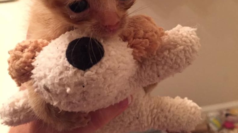 Images courtesy of the Atlanta Humane Society.