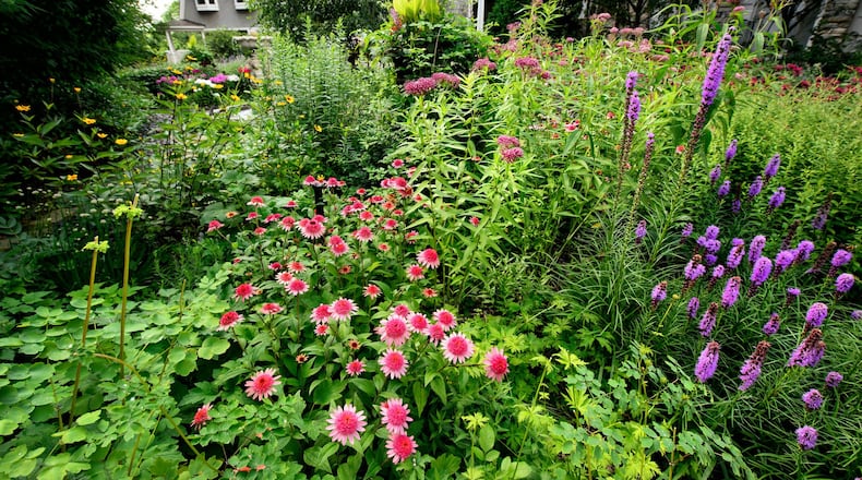 The gardeners harmonious mix of texture, height and color includes Raspberry Truffle coneflowers, bee balm and purple liatris, which draw butterflies and bees. (Glen Stubbe/Minneapolis Star Tribune/TNS)