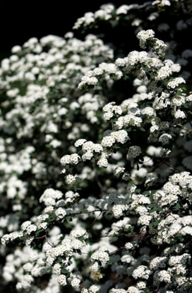 Quick course: What's blooming in metro Atlanta