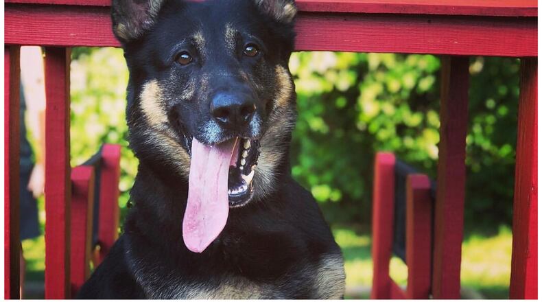 Karlo was a 6-year-old German Shepherd with the Alpharetta Police K-9 Unit. Courtesy Alpharetta Public Safety Department Facebook page