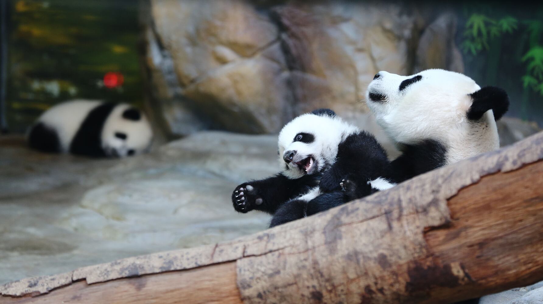 2014 cute animals