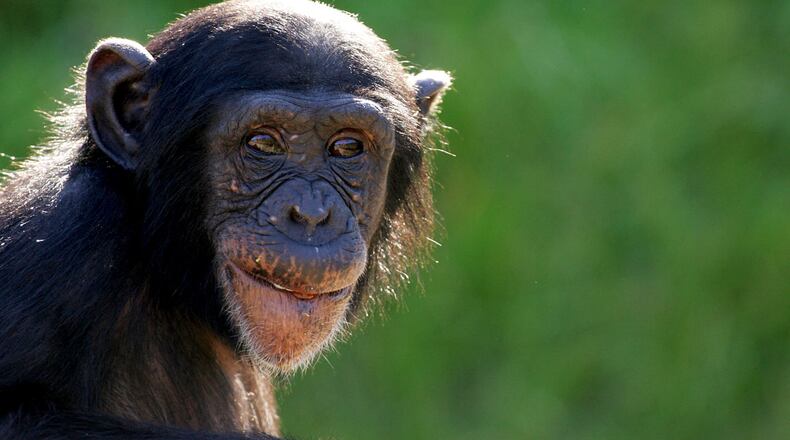FILE PHOTO: A chimpanzee escaped its enclosure by using a tree branch as a makeshift ladder.