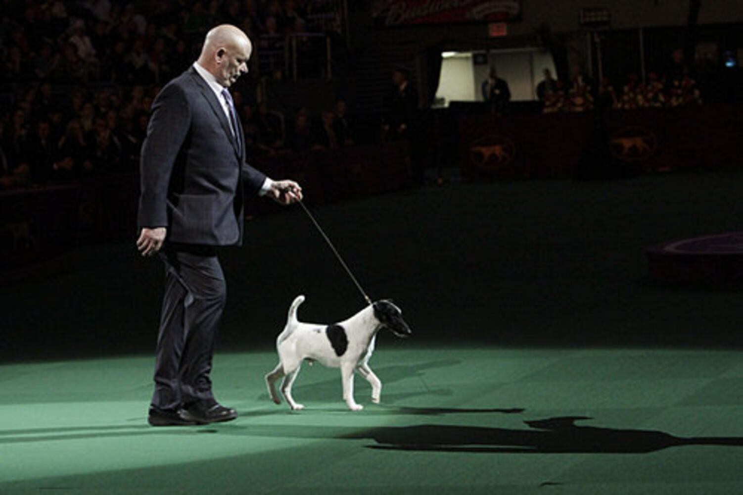 Westminster Dog Show
