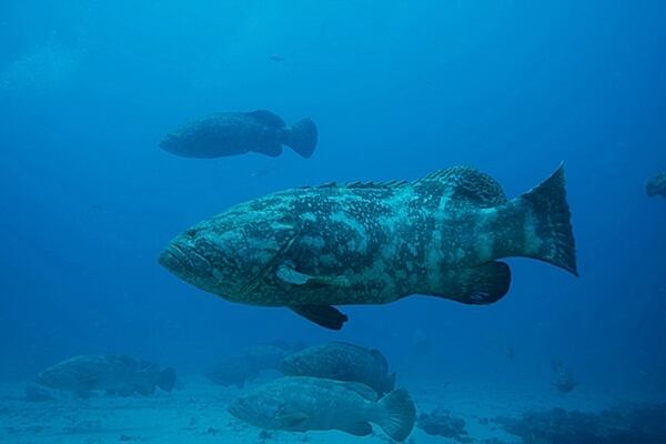 Goliath grouper hover around an artificial reef off Jupiter, Florida, during their spawning in September 2012.