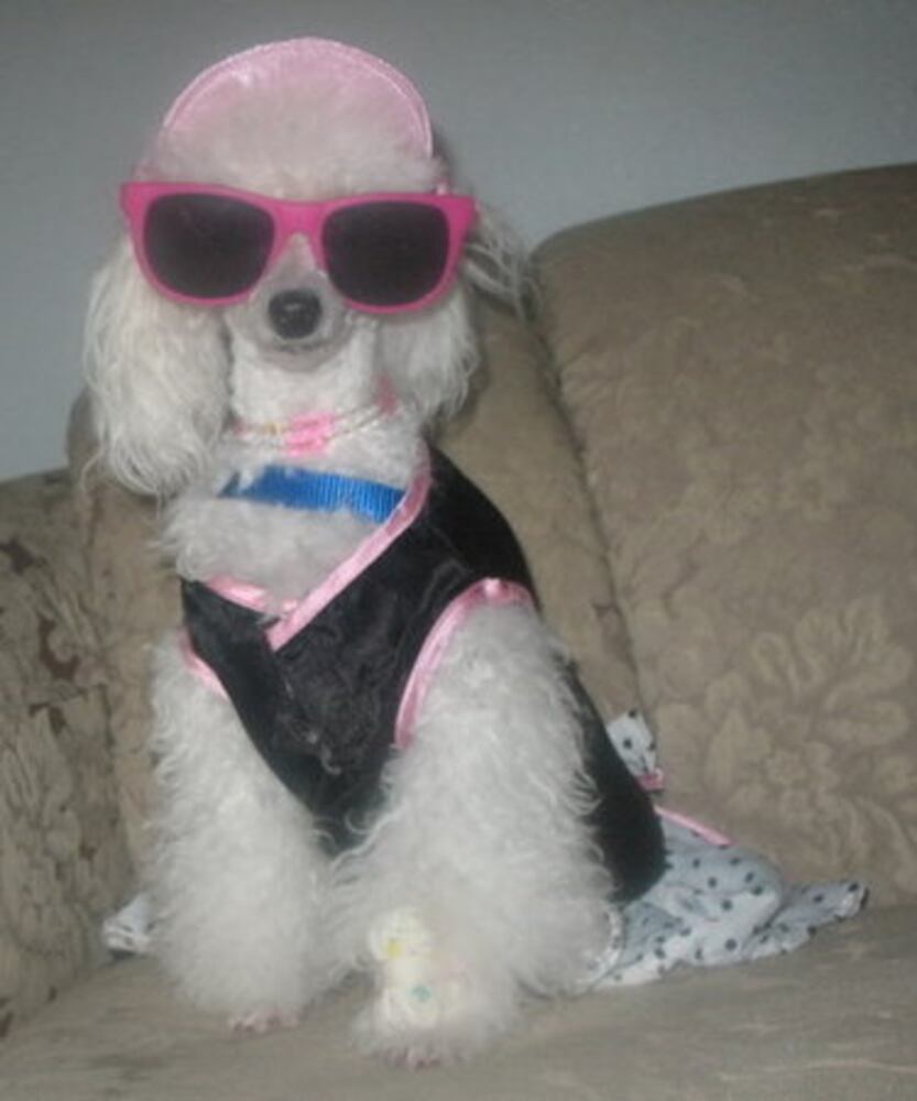 Pampered poodles on parade