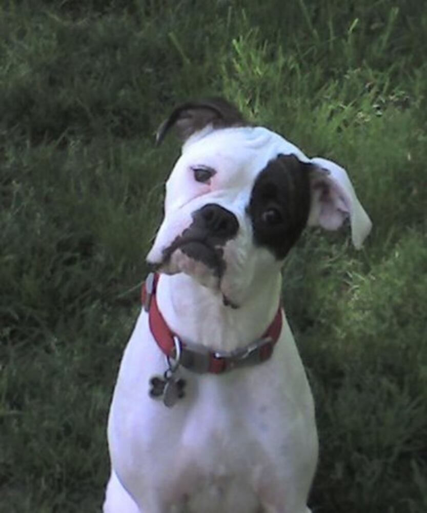 Atlanta's Top Dogs: 5. Boxers