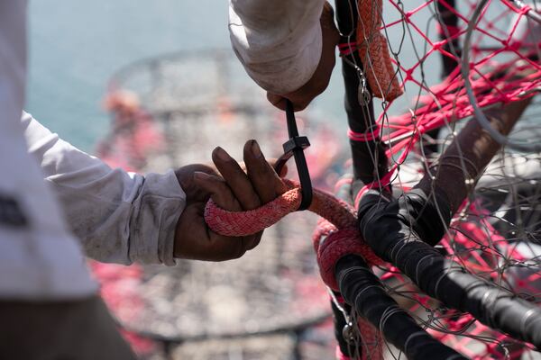James Sanders zip ties crab traps before loading them onto the boat Pale Horse at Pier 45 in San Francisco, Thursday, April 10, 2025. The boat's crew is trying out pop-up gear aimed at preventing whale entanglements. (AP Photo/Emily Steinberger)
