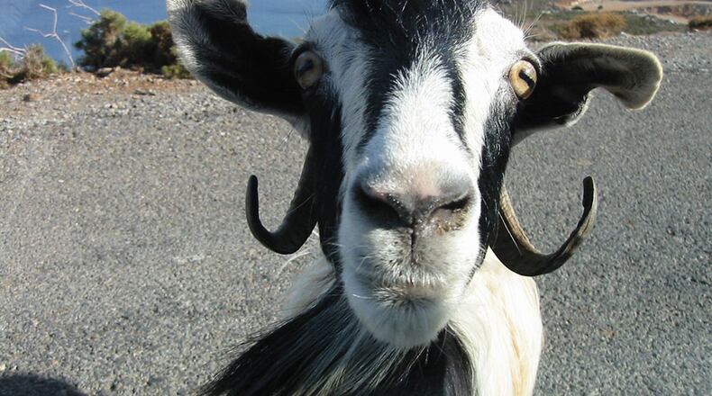 File photo of a goat