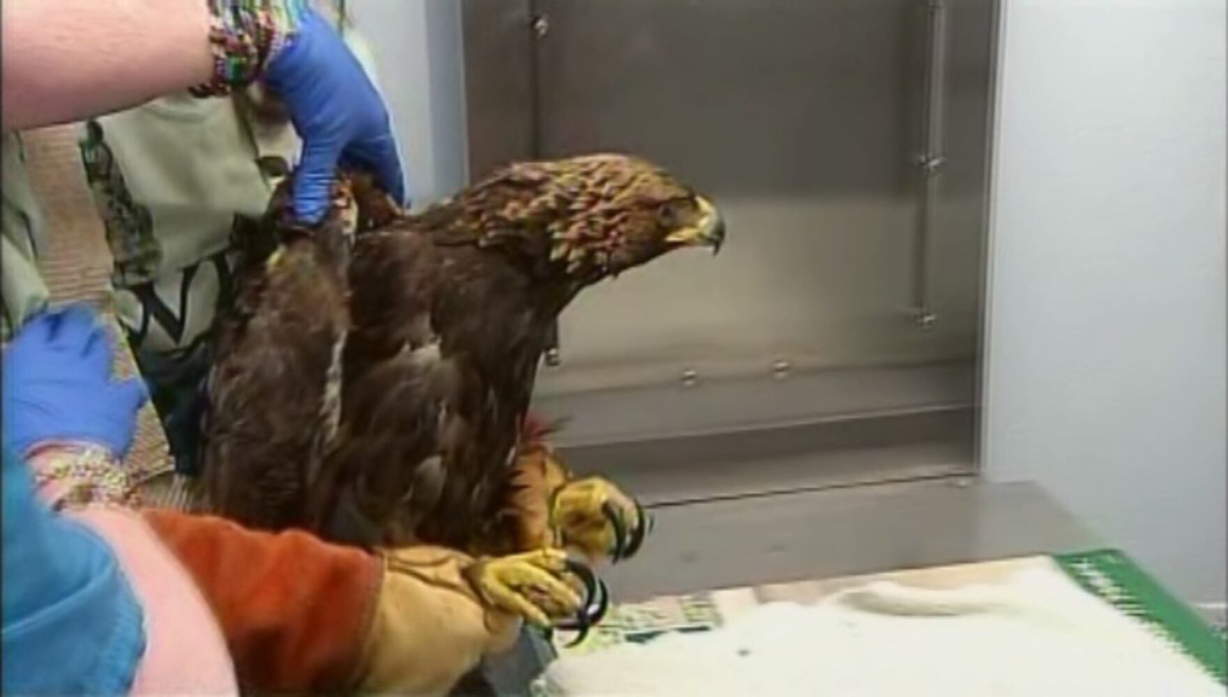 Rescued Golden Eagle