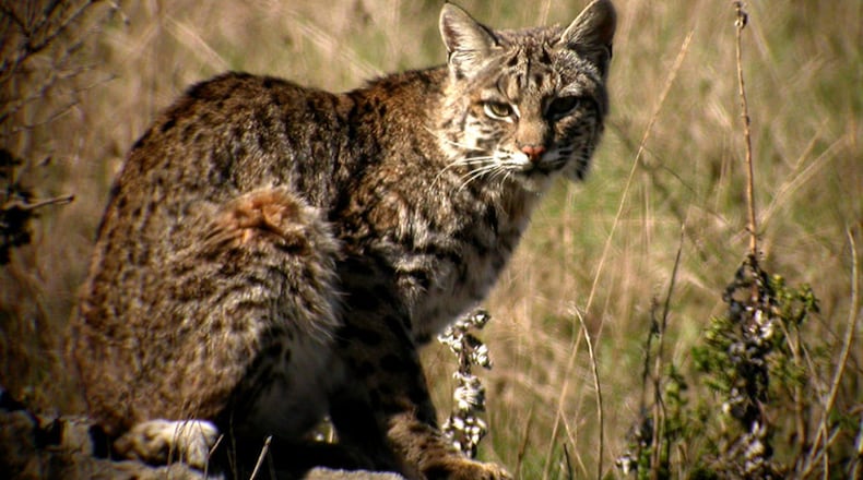 The bobcat is widespread in Georgia, but its solitude and reclusiveness make it seldom seen. Bobcats are the only native wild cats still roaming Georgia’s wilds LEN BLUMIN/CREATIVE COMMONS
