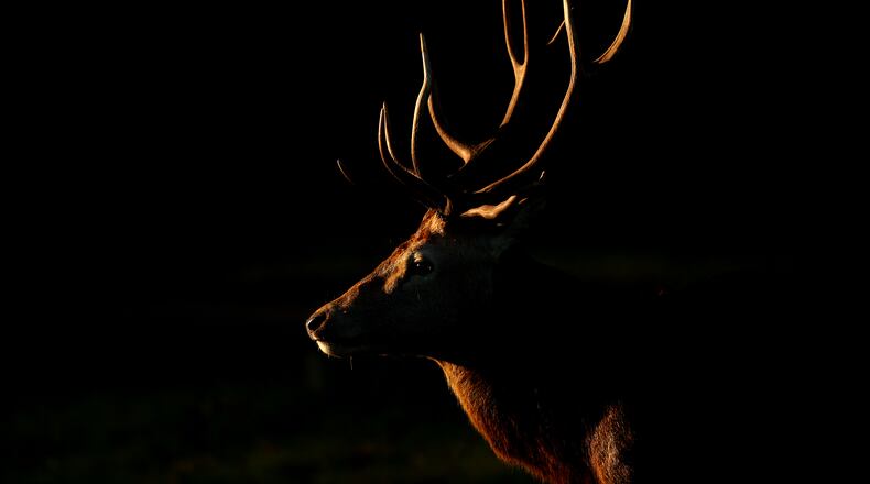 (Photo by Dan Istitene/Getty Images)