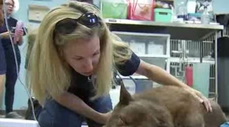 A dog found buried up to her nose in Tucker died about an hour after being rescued. (Credit: Channel 2 Action News)